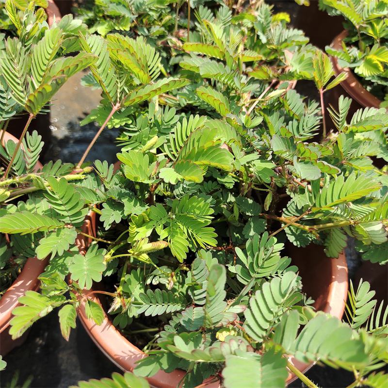 含羞草盆栽室内阳台植物四季易养活趣味绿植害羞草盆栽