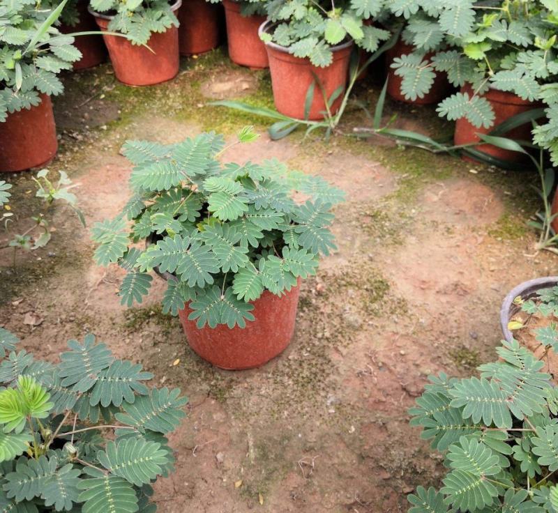 含羞草盆栽室内阳台植物四季易养活趣味绿植害羞草盆栽