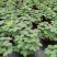 含羞草盆栽室内阳台植物四季易养活趣味绿植害羞草盆栽