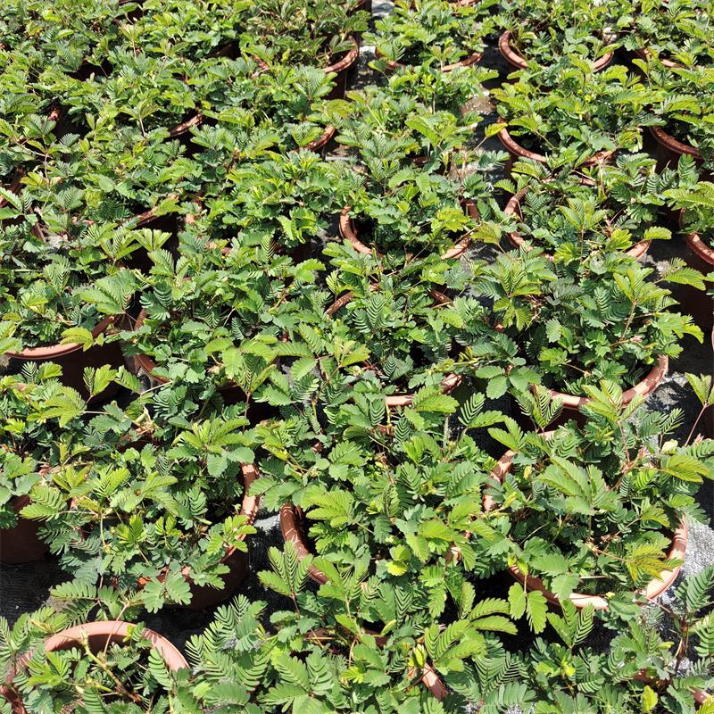含羞草盆栽室内阳台植物四季易养活趣味绿植害羞草盆栽
