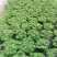 含羞草盆栽室内阳台植物四季易养活趣味绿植害羞草盆栽