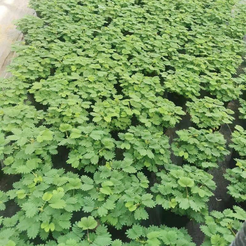 含羞草盆栽室内阳台植物四季易养活趣味绿植害羞草盆栽