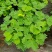 含羞草盆栽室内阳台植物四季易养活趣味绿植害羞草盆栽