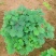 含羞草盆栽室内阳台植物四季易养活趣味绿植害羞草盆栽