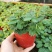 含羞草盆栽室内阳台植物四季易养活趣味绿植害羞草盆栽