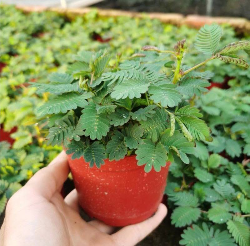 含羞草盆栽室内阳台植物四季易养活趣味绿植害羞草盆栽