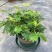 含羞草盆栽室内阳台植物四季易养活趣味绿植害羞草盆栽