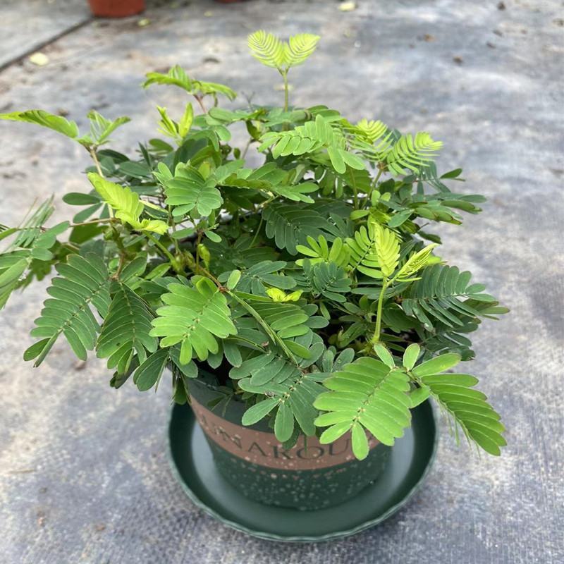 含羞草盆栽室内阳台植物四季易养活趣味绿植害羞草盆栽
