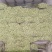 河北皇后芹菜大量现货欢迎各位老板采购直供各大商超