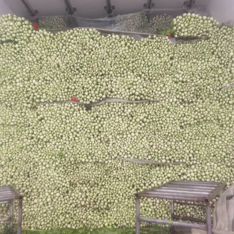 河北皇后芹菜大量现货欢迎各位老板采购直供各大商超