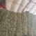 河北皇后芹菜大量现货欢迎各位老板采购直供各大商超