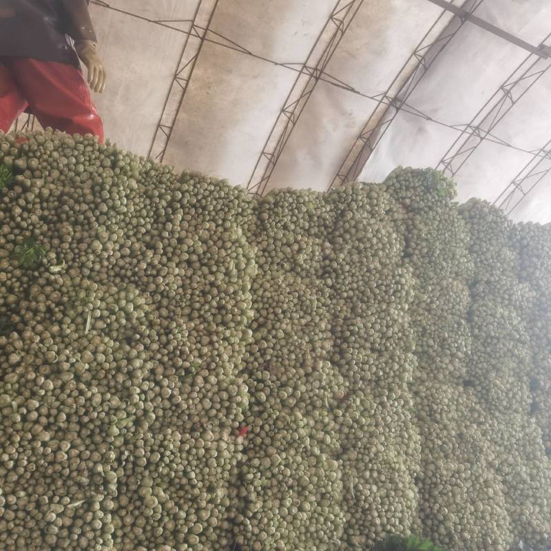 河北皇后芹菜大量现货欢迎各位老板采购直供各大商超