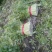 河北皇后芹菜大量现货欢迎各位老板采购直供各大商超