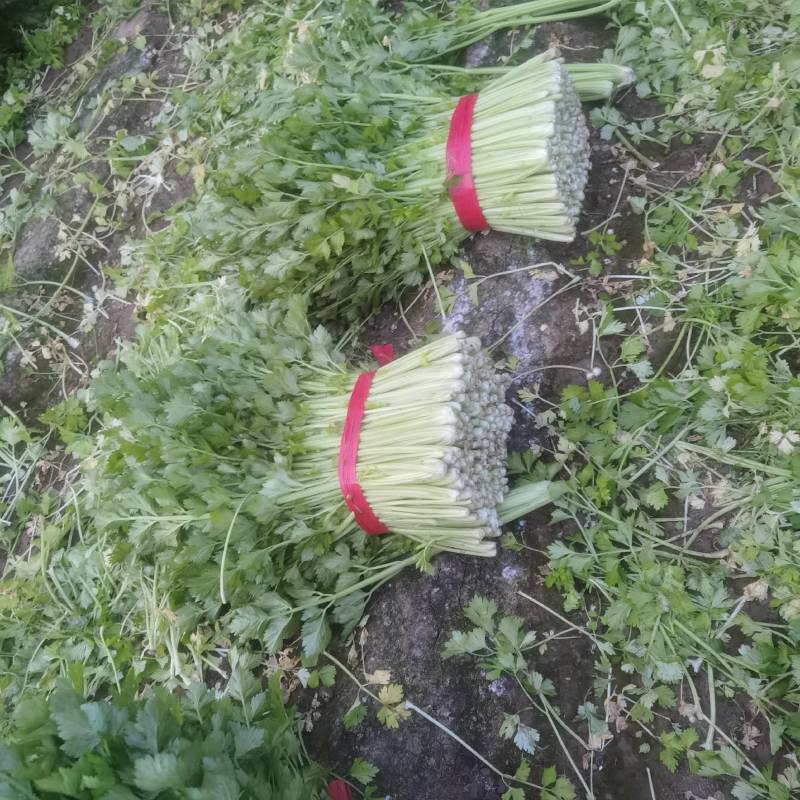 河北皇后芹菜大量现货欢迎各位老板采购直供各大商超