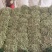 河北皇后芹菜大量现货欢迎各位老板采购直供各大商超