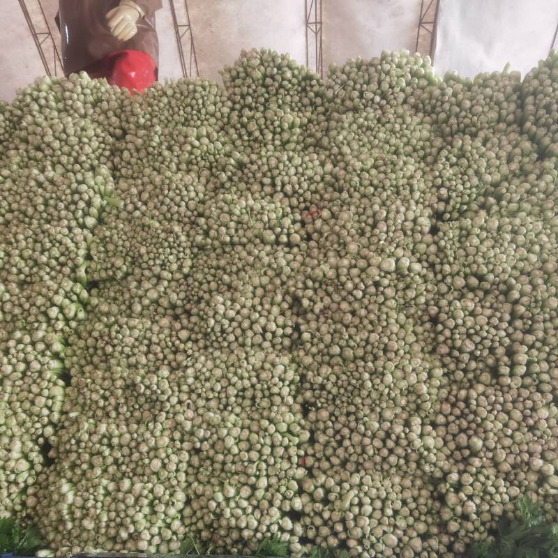 河北皇后芹菜大量现货欢迎各位老板采购直供各大商超