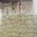 河北皇后芹菜大量现货欢迎各位老板采购直供各大商超