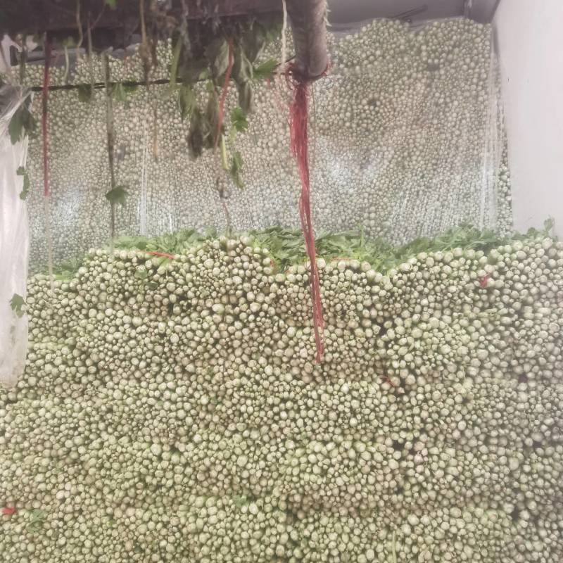 河北皇后芹菜大量现货欢迎各位老板采购直供各大商超