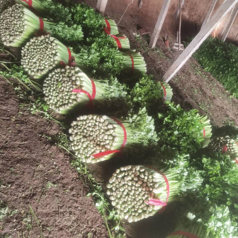 河北皇后芹菜大量现货欢迎各位老板采购直供各大商超
