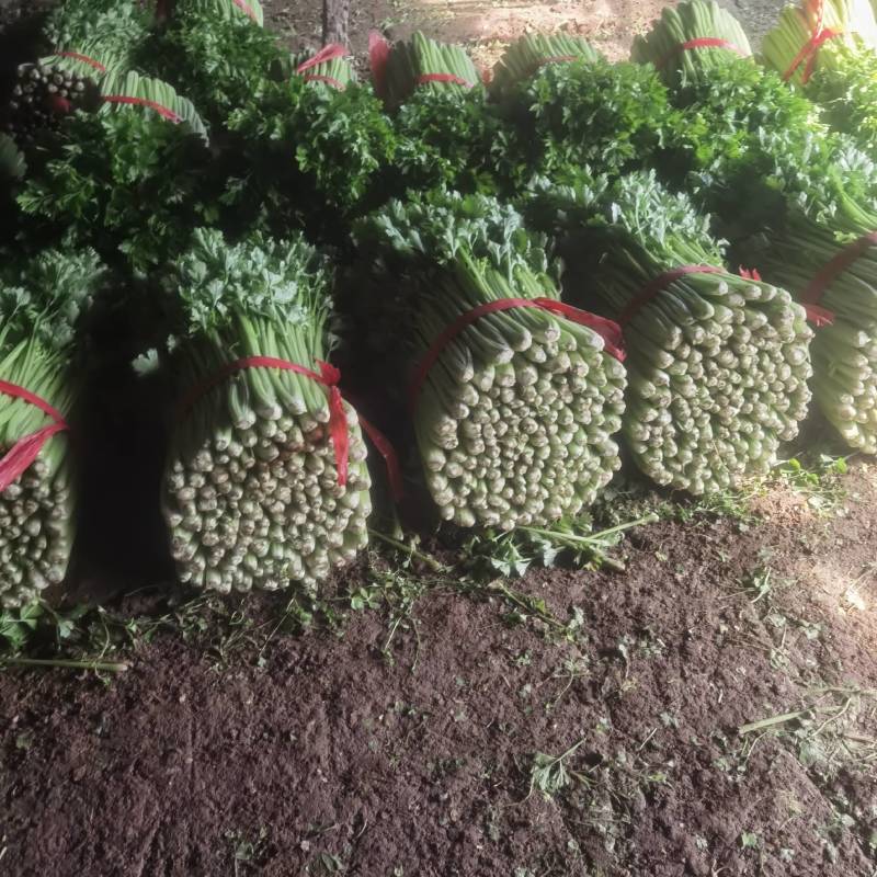 河北皇后芹菜大量现货欢迎各位老板采购直供各大商超