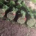 河北皇后芹菜大量现货欢迎各位老板采购直供各大商超