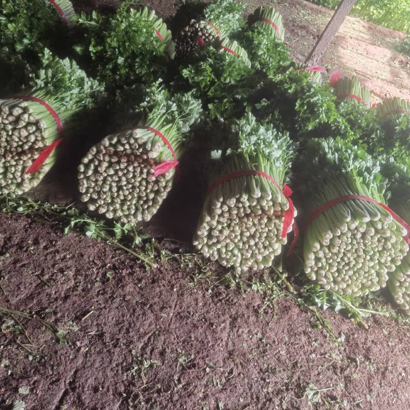 河北皇后芹菜大量现货欢迎各位老板采购直供各大商超