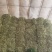 河北皇后芹菜大量现货欢迎各位老板采购直供各大商超