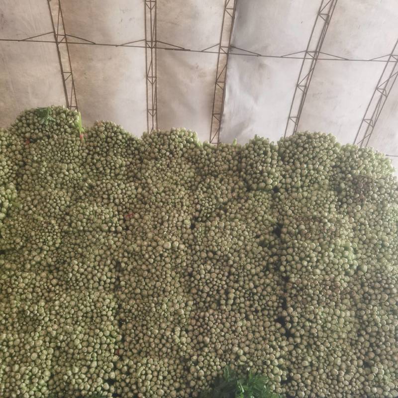 河北皇后芹菜大量现货欢迎各位老板采购直供各大商超