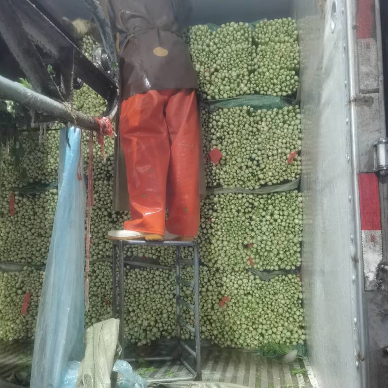 河北皇后芹菜大量现货欢迎各位老板采购直供各大商超