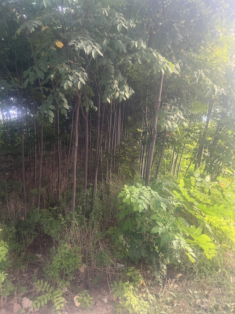 栾树栾树苗4公分到6公分批量优惠。
