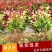 石楠苗红叶石楠红叶石楠树苗小苗批发红叶石楠苗