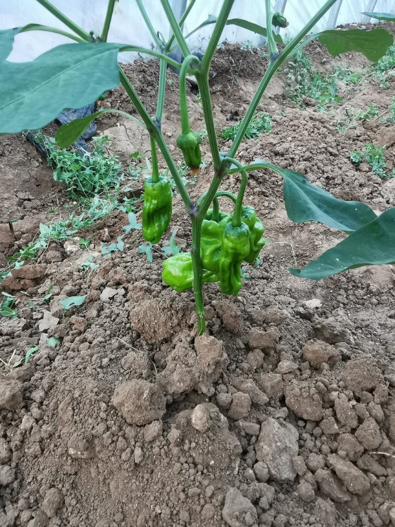 鲜辣椒
