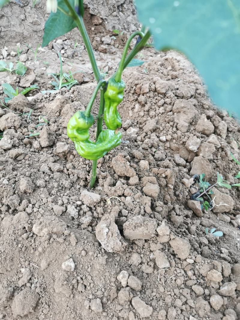 鲜辣椒