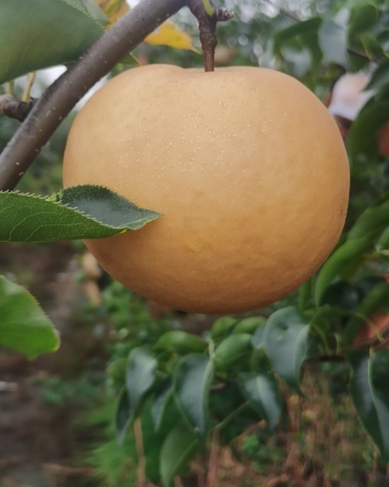 丹东园黄梨