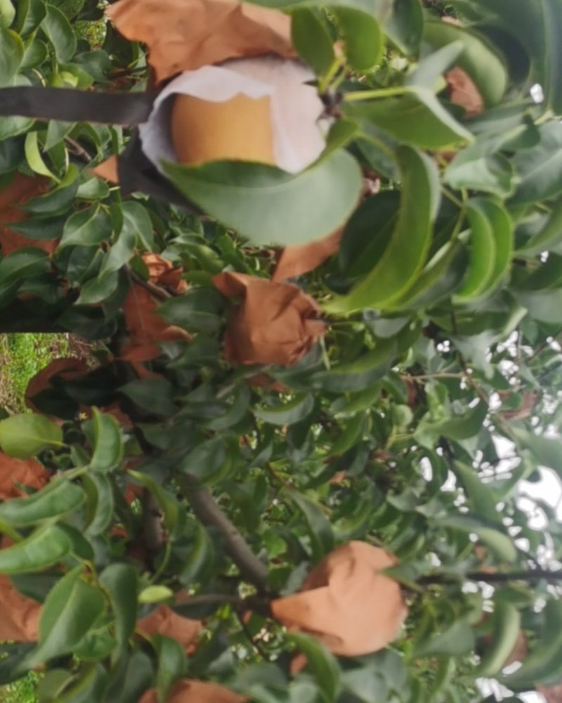 丹东园黄梨