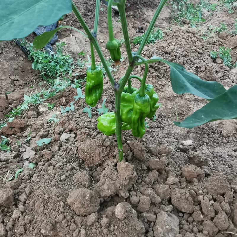 鲜辣椒