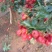 早熟大金