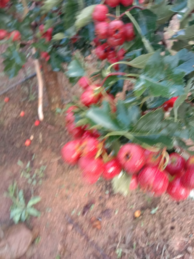 早熟大金