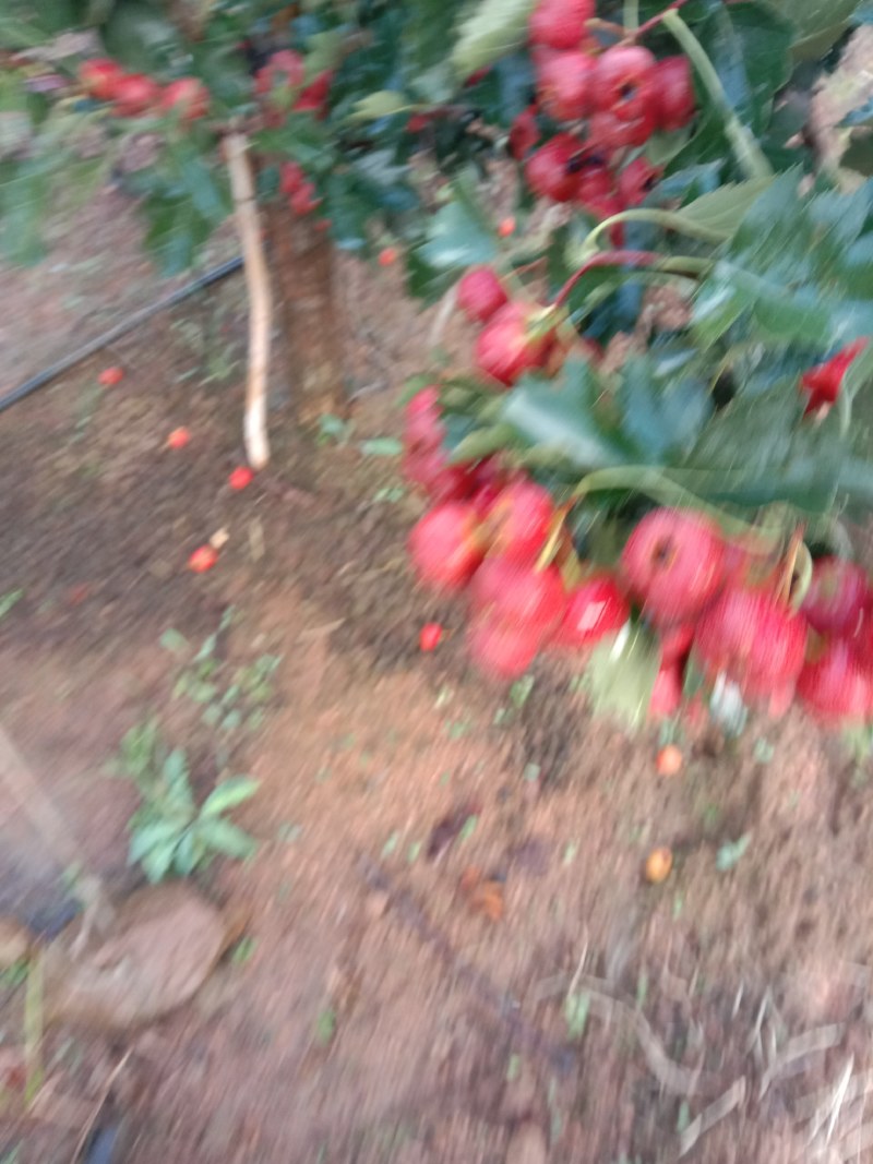 早熟大金
