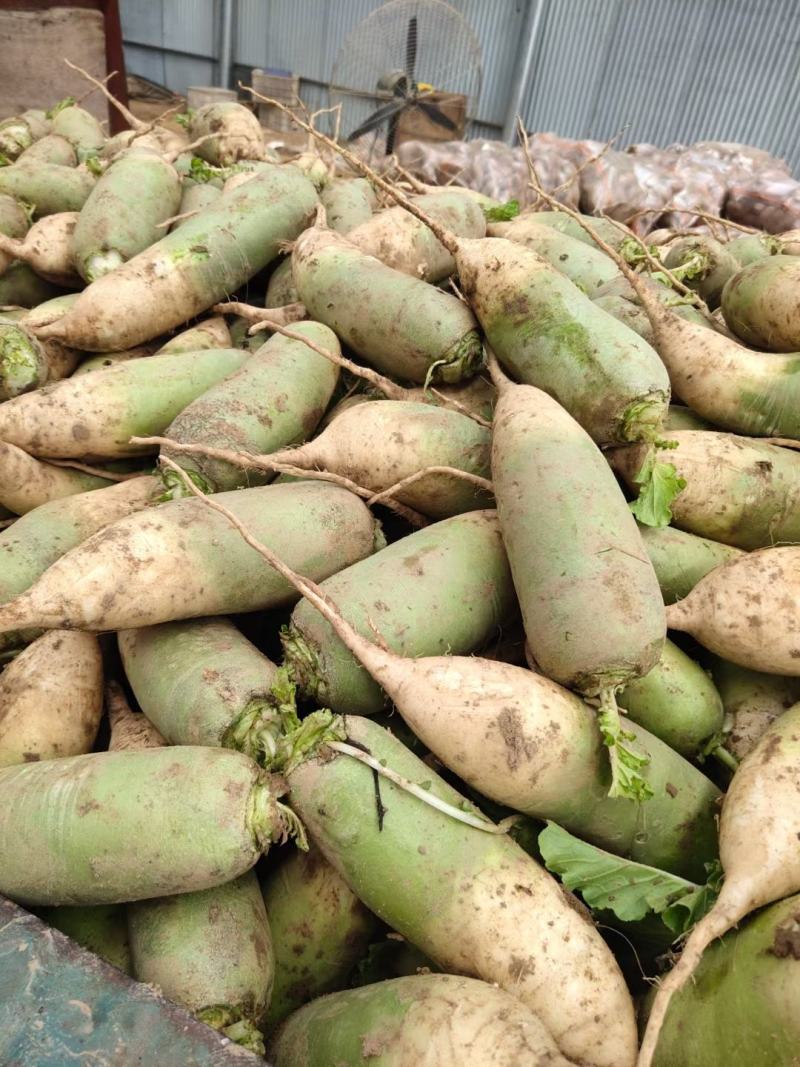 开封本地青萝卜大量上市中，供应市场货、商超、电商货