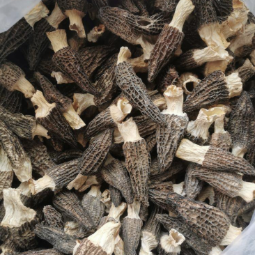 本地羊肚菌特色种植！需要鲜货的也可私聊洽谈。