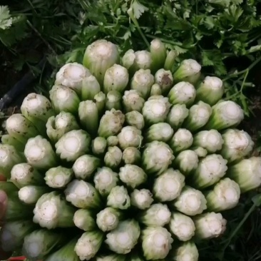 中细棵西芹