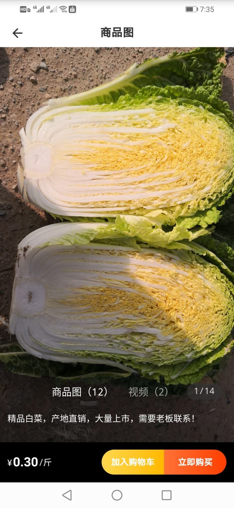 黄心白菜