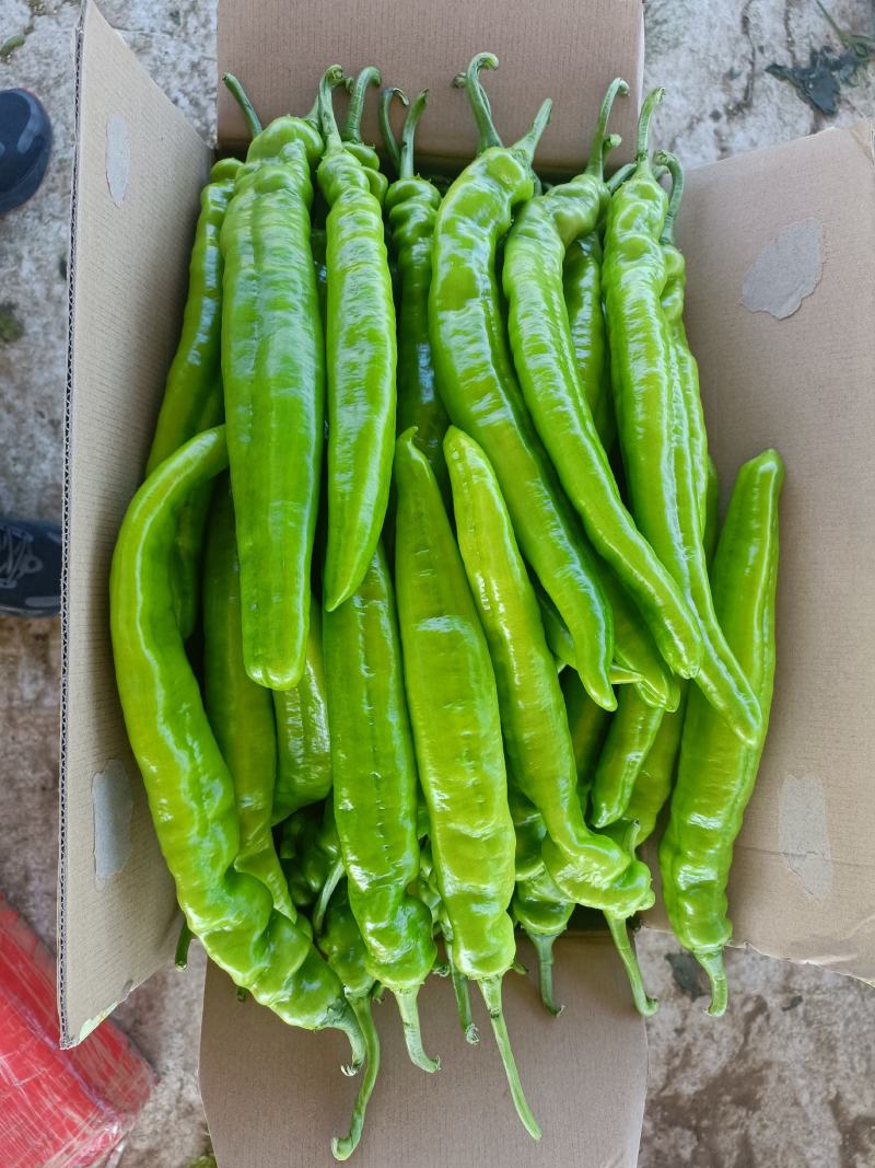 辽宁长剑尖椒大量上市.质量好.黄绿皮.中辣