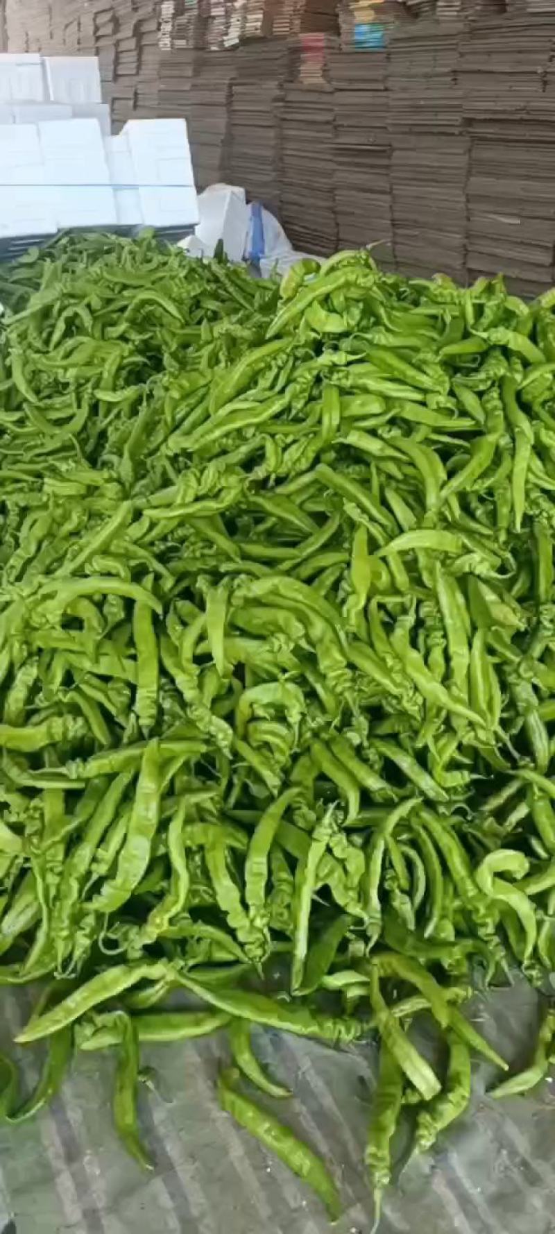 辽宁长剑尖椒大量上市.质量好.黄绿皮.中辣