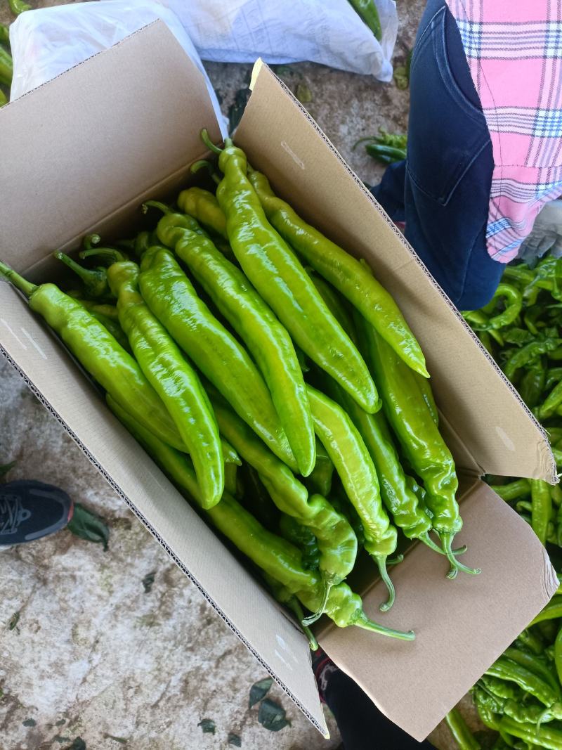 辽宁长剑尖椒大量上市.质量好.黄绿皮.中辣