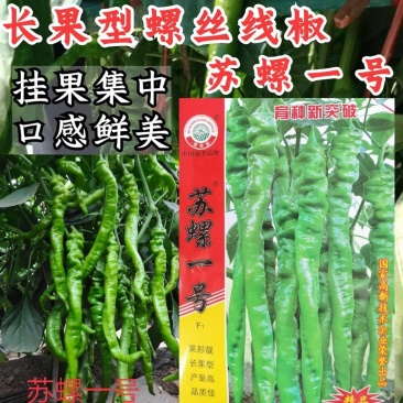 苏润苏螺一号螺丝椒种子螺丝线椒种籽加长皱皮薄皮辣椒种子