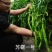 苏润苏螺一号螺丝椒种子螺丝线椒种籽加长皱皮薄皮辣椒种子