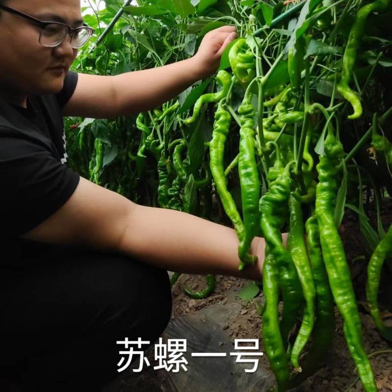 苏润苏螺一号螺丝椒种子螺丝线椒种籽加长皱皮薄皮辣椒种子