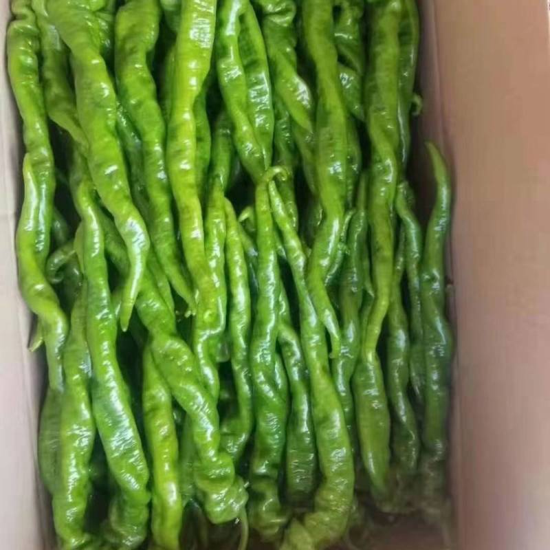 苏润苏螺一号螺丝椒种子螺丝线椒种籽加长皱皮薄皮辣椒种子